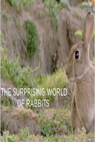 兔兔的奇妙世界海报剧照