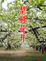  梨树花开海报剧照