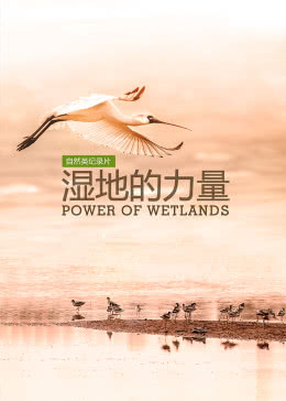 湿地的力量海报剧照