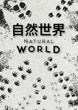 自然世界2020海报剧照